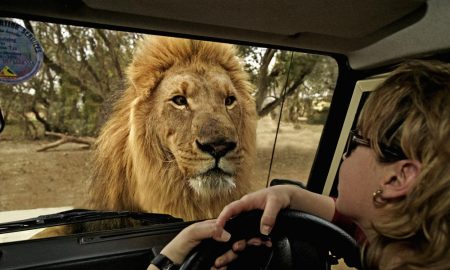 African lion (Panthera leo) looking through the a window of tourist's vehicle. South Africa. Distribution Sub-Saharan Africa