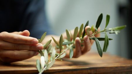 Close up of hands with an olive branch