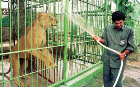 Jagu, a 10 year old lion at the Dubai Zoo, shows his pleasure after being hosed down by zoo keeper Anjad  Mohammed, 14 July 1999.  Due to soaring temperatures at this time of the year, zoo keepers have to cool down the animals with water or big fans installed outside the cages.