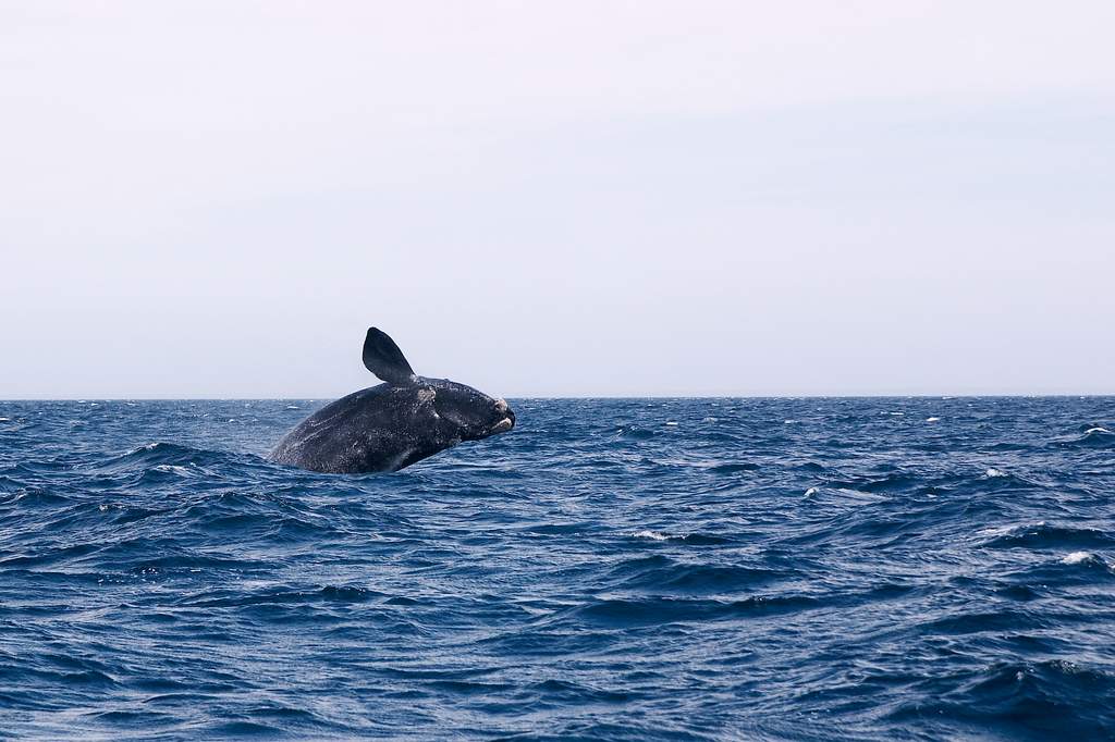 Whale in Argentina waters. Eubalaena australis