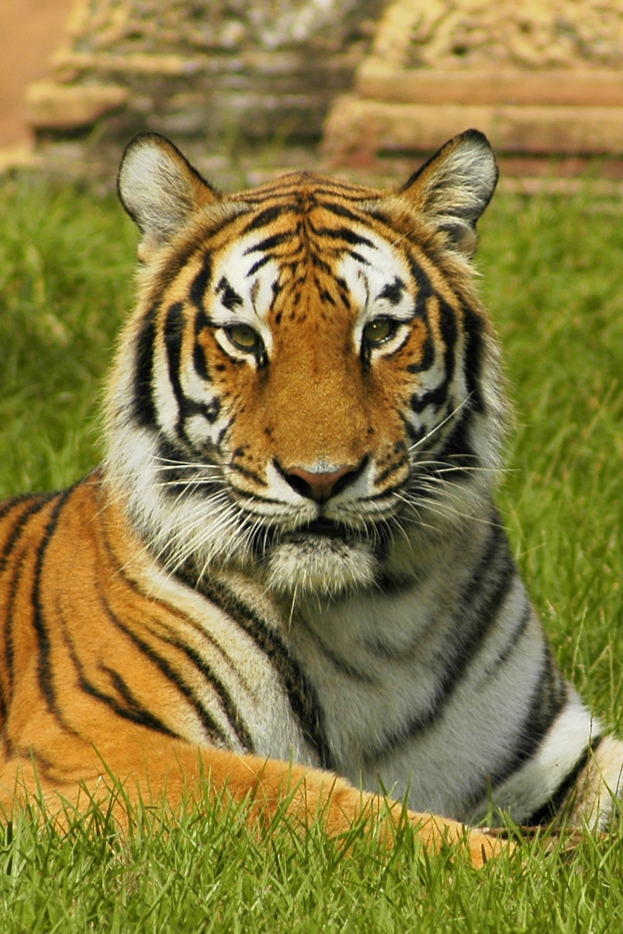 تتت27